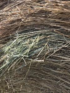 HAY FOR SALE - NO RAIN - IRRICANA