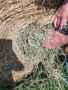 HAY FOR SALE - NO RAIN - IRRICANA - Photo 2