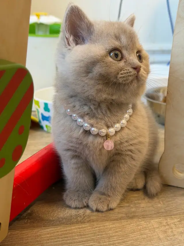 Purebreed British shorthair female kitten for sale