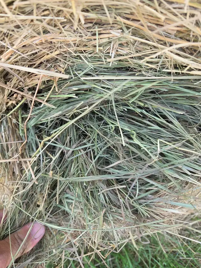 HAY FOR SALE - NO RAIN - IRRICANA