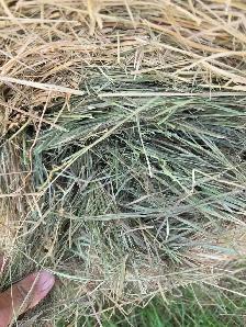HAY FOR SALE - NO RAIN - IRRICANA