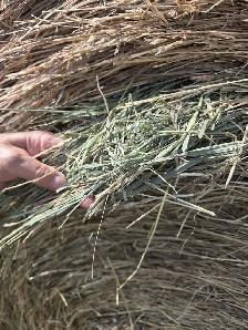 HAY FOR SALE - NO RAIN - IRRICANA - Photo 2