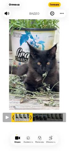 Stunning Maine Coon Kittens: Ready Now   October - Photo 2