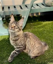 Stunning Maine Coon Kittens: Ready Now   October - Photo 3