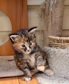 Stunning Maine Coon Kittens: Ready Now   October - Photo 9