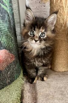 Stunning Maine Coon Kittens: Ready Now   October - Photo 10