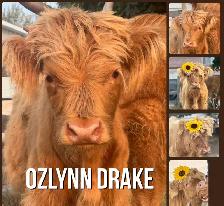Highland bull for sale