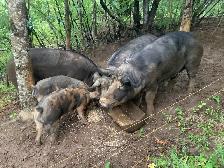 Berkshire Mangalitsa Boarlings