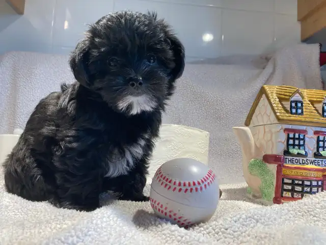Yorkipoo femelle (Yorkshire Mixe)