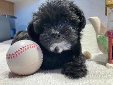 Yorkipoo femelle (Yorkshire Mixe) - Photo 2
