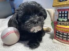 Yorkipoo femelle (Yorkshire Mixe) - Photo 3