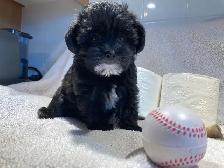 Yorkipoo femelle (Yorkshire Mixe) - Photo 4