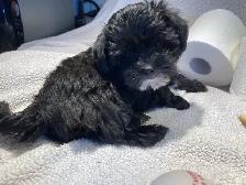 Yorkipoo femelle (Yorkshire Mixe) - Photo 5