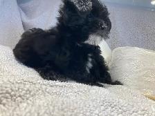 Yorkipoo femelle (Yorkshire Mixe) - Photo 6