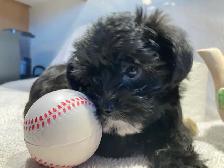 Yorkipoo femelle (Yorkshire Mixe) - Photo 7