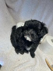 Yorkipoo femelle (Yorkshire Mixe) - Photo 8
