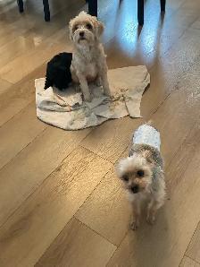 Yorkipoo femelle (Yorkshire Mixe) - Photo 9