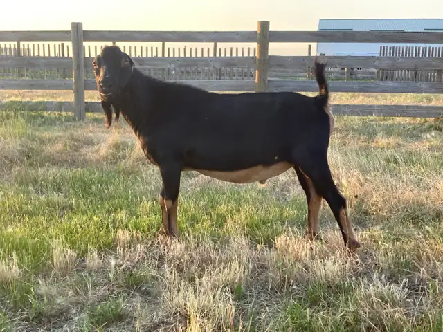 LaMancha buck for rent