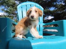 Poodle mix. 2 girls