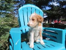 Poodle mix. 2 girls - Photo 2