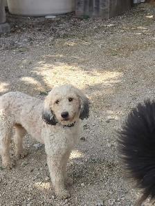 Poodle mix. 2 girls - Photo 7