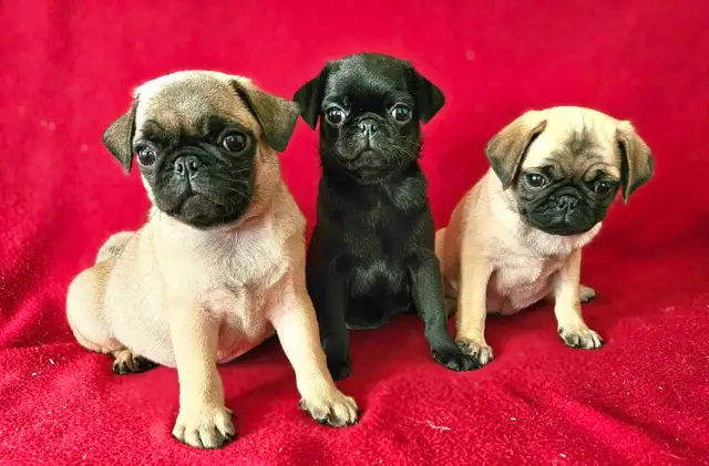 Chiots Pug Carlin mâle et femelles prêts à partir...ready
