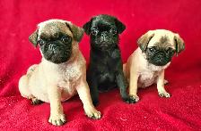Chiots Pug Carlin mâle et femelles prêts à partir...ready