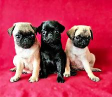 Chiots Pug Carlin mâle et femelles prêts à partir...ready - Photo 2