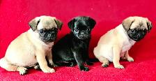 Chiots Pug Carlin mâle et femelles prêts à partir...ready - Photo 3