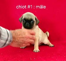Chiots Pug Carlin mâle et femelles prêts à partir...ready - Photo 4