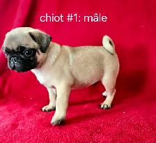 Chiots Pug Carlin mâle et femelles prêts à partir...ready - Photo 5