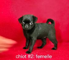Chiots Pug Carlin mâle et femelles prêts à partir...ready - Photo 6