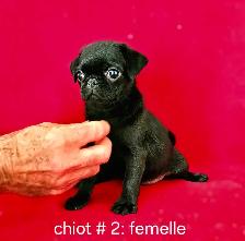 Chiots Pug Carlin mâle et femelles prêts à partir...ready - Photo 7
