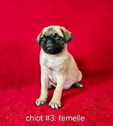 Chiots Pug Carlin mâle et femelles prêts à partir...ready - Photo 8