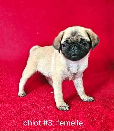 Chiots Pug Carlin mâle et femelles prêts à partir...ready - Photo 9