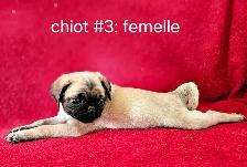 Chiots Pug Carlin mâle et femelles prêts à partir...ready - Photo 10