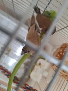 Moineau - Photo 2