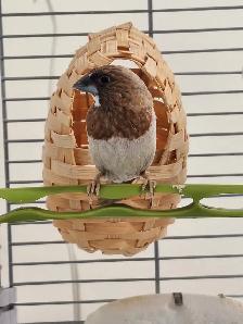 Moineau - Photo 3