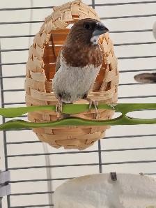 Moineau - Photo 4