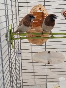 Moineau - Photo 5