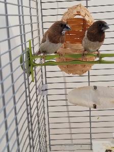 Moineau - Photo 6