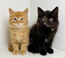 Rag Doll x Kittens!