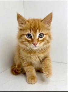 Rag Doll x Kittens! - Photo 2