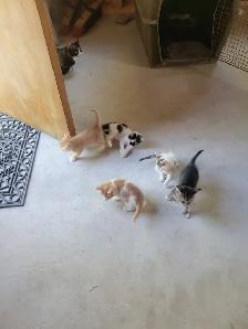 Still 2 left free to a good home