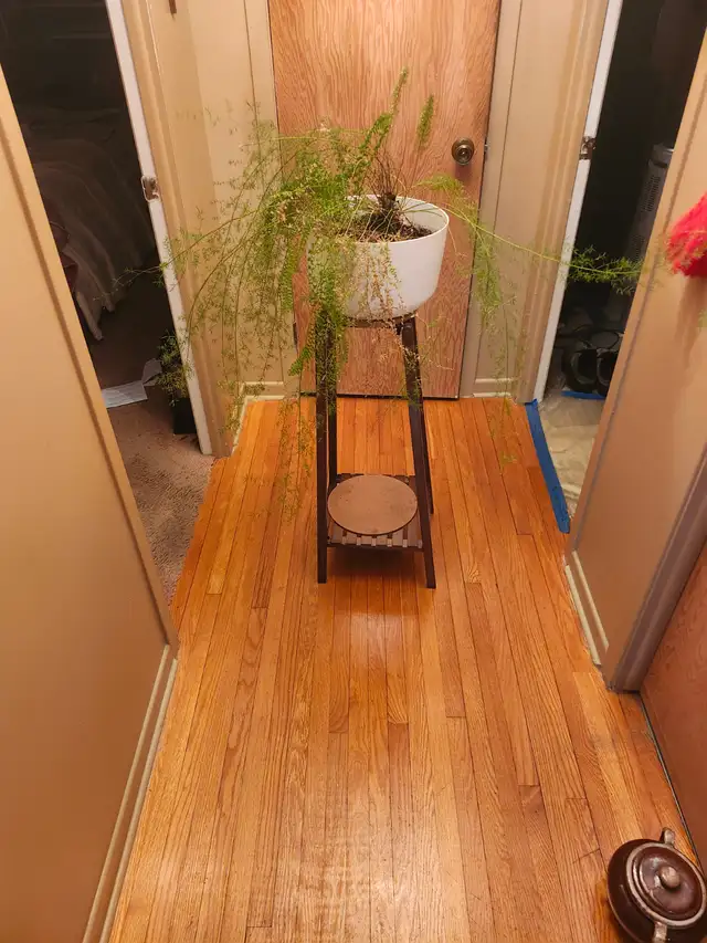 Je vend pour mettre des plantes et je donne la plante et le pot