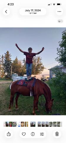 12 year old registered Morgan gelding