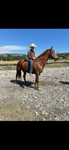12 year old registered Morgan gelding - Photo 2