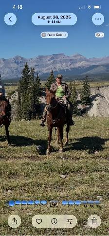 12 year old registered Morgan gelding - Photo 3