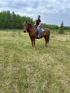 12 year old registered Morgan gelding - Photo 4