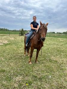 12 year old registered Morgan gelding - Photo 5